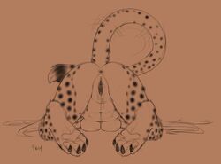 anus bent_over cheetah feline female fluff-kevlar hindpaw inviting mammal mihari monochrome nude paws presenting pussy raised_tail sketch solo