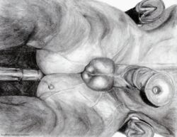 anal anal_sex anatomically_correct anatomically_correct_penis animal_genitalia balls below_view darkmare duo equine feral feral_on_feral flared_penis greyscale half-erect hooves horse horsecock male mammal monochrome pencil_(artwork) penetration penis penis_towards_viewer photorealism precum solo traditional_media_(artwork) underhoof yaoi