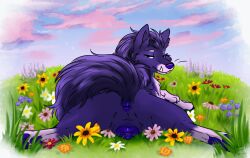 animal_genitalia animal_pussy animal_vulva anus blue_anus blue_claws blue_eyes blue_nose blue_pawpads blue_vulva canid canine canine_genitalia canine_pussy canine_vulva canis claws female feral fur genitals hi_res mammal muskydusky pawpads purple_body purple_fur purple_tail pussy solo tail tail_anus whiskers wolf