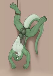 1boy abs angry annoyed anthro anus balls claws clothed clothing half-dressed jetshark lizard loincloth male male_only muscles penis plain_background reptile rope scalie solo suspension topless uncut upside-down