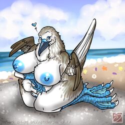 1girls anthro avian beach big_breasts blue-footed_booby blue_eyes breasts chubby feathers female heart kneeling looking_at_viewer nude pussy saphine seaside solo webbed_feet wings