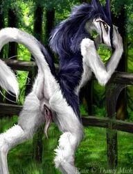 chimerasynx rain_silves sergal tagme