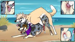 16:9 2020 4k absurd_res anal anal_sex animal_genitalia animal_penis australian_cattle_dog beach black_body black_fur blue_eyes bodily_fluids canid canine canine_genitalia canine_penis canis cattledog close-up cum cum_from_ass cum_in_ass cum_inside cum_while_penetrated cumshot cutaway detailed_background domestic_dog duo ejaculation erection feral feral_on_feral feral_penetrated feral_penetrating feral_penetrating_feral from_behind_position fur genital_fluids genitals grey_body grey_fur heart_symbol herding_dog hi_res kerchief kerchief_only knot knotted_penis knotting leaking_cum looking_pleasured male male/male male_feral male_penetrated male_penetrating male_penetrating_male mammal markings meldritchhorror mounting open_mouth open_smile oral pastoral_dog penetration penile penile_penetration penis penis_in_ass pink_penis raised_tail red_penis rimming sand sea sex smile spots spotted_body spotted_fur tail tail_motion tailwag tan_body tan_fur teeth thrusting tongue tongue_out water white_body white_fur widescreen