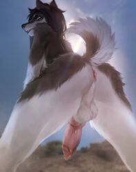 2023 animal_genitalia animal_penis anthro anus ass backsack balls black_body black_fur blue_eyes canid canine canine_genitalia canine_penis canis curled_tail digital_media_(artwork) domestic_dog erection fur genitals hair hi_res husky knot knotted_penis looking_at_viewer looking_back looking_back_at_viewer low-angle_view male mammal matthias_malik nordic_sled_dog nude nude_anthro nude_male outside penis rear_view solo spitz tail white_body white_fur