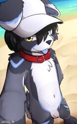 5:8 absurd_res alternate_version_at_source baseball_cap beach blep bodily_fluids border_collie canid canine canis clothing collar collie domestic_dog flaccid floppy_ears foreskin genital_fluids genitals hat headgear headwear herding_dog heterochromia hi_res looking_at_viewer mammal outside pastoral_dog paws penis precum sand selfie sheepdog snowdrift_(snowybark) snowybark solo standing tongue tongue_out