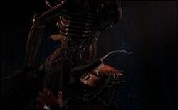 3d alien alien_(franchise) alien_only alien_vs_predator balls cum fellatio gay male male_xenomorph oral penis predator_(franchise) sex xenomorph yaoi yautja