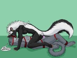 absurd_res ambiguous_penetration animal_genitalia anthro anthro_on_anthro anthro_penetrated anthro_penetrating anthro_penetrating_anthro anthro_pred anthro_prey balls bdsm black_body black_fur bondage bound breasts dialogue dominant dominant_female duo ear_piercing ear_ring english_text erection felid female female_anthro female_penetrated female_pred fluffy fluffy_tail from_front_position fur genitals green_background green_eyes grey_eyes head_first hi_res interspecies lying male male/female male_anthro male_penetrating male_penetrating_female male_prey mammal mephitid muzzle_(object) muzzled nipples nude on_back onyx_(strega) oral_vore partially_inside penetration penile penile_penetration penis piercing reverse_missionary_position ring_piercing same_size_vore sex sheath simple_background skunk speech_bubble strega tail text vore white_body white_fur
