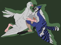 anthro avian beak bird blue_jay breasts dove duo erection female handjob happy human hypnosis male mammal masturbation mind_control open_mouth penis silverclaw1 simple_background smile straight talons transformation wings