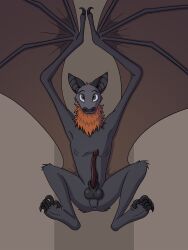 animal_genitalia anthro anus balls bat claws erection genitals hi_res male mammal megabat membrane_(anatomy) membranous_wings penis presenting root sheath shinktanoro solo toe_claws winged_arms wings