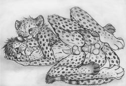 2015 anal anal_sex animal_genitalia anus balls bite cheetah cum cum_in_ass cum_inside feline feline_penis from_behind lying male mammal nude on_side one_eye_closed penetration penis sex sketch spera yaoi