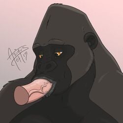 2015 ape asinusadlyram cum cum_in_mouth cum_inside disembodied_penis gokhan gorilla human male male_only mammal oral penis primate yellow_eyes