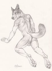 2015 all_fours anthro anus backsack balls canine claws fur furry furry_only looking_back luther male male_only mammal nude pawpads paws raised_tail rukis simple_background solo suggestive white_background