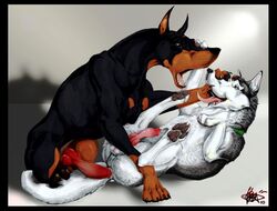 anal anal_sex animal_genitalia balls canine canine_penis doberman duo erection feral feral_on_feral husky klaus klaus_doberman knot lying male mammal on_back penetration penis sex shallow_penetration yaoi