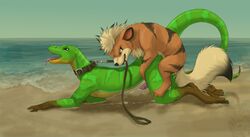 all_fours anal anal_sex anthro anthro_on_feral arorcinus beach canine cum cum_in_ass cum_inside cum_while_penetrated cumshot doggy_style duo feral from_behind growlithe hands-free interspecies larger_male leash leash_pull lizard male mammal mech_(character) nintendo open_mouth orgasm penetration pokemon pokemon_(species) pokephilia reptile scalie sea seaside sex size_difference small_dom_big_sub smaller_male video_games water yaoi zoophilia