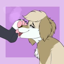 absurd_res anthro bird_dog canid canine canis domestic_dog duo feet female foot_fetish foot_play golden_retriever gracie_(vixeyhuskybutt) hi_res hunting_dog licking looking_pleasured male male/female mammal paws retriever shianko tongue