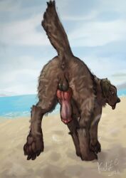 anatomically_correct anatomically_correct_genitalia anatomically_correct_penis animal_genitalia animal_penis anus beach bird_dog blurred_background bodily_fluids brown_body brown_fur canid canine canine_genitalia canine_penis canis domestic_dog dripping el_kyze feral fur genital_fluids genitals hi_res hunting_dog labrador lens_flare male mammal paws penis precum precum_drip precum_string presenting presenting_anus presenting_penis raised_tail retriever sand solo tail tongue tongue_out troy_(invitedrhino)