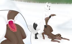 2015 akanisen anal anal_sex animal_genitalia anthro anthro_on_feral anus ass balls balto balto_(film) canine canine_penis duo erection feral fur hi_res husky internal interspecies knot male mammal nude open_mouth outside penetration penis sex smile snow tail_pull tongue tongue_out tree wolf x-ray yaoi zoophilia