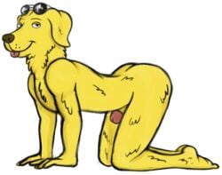 all_fours amigodan ass bojack_horseman canine eyewear fur glasses labrador looking_at_viewer male male_only mammal mr._peanutbutter nude penis penis_tip simple_background smile solo tongue tongue_out white_background yellow_fur