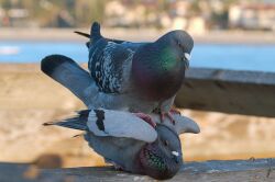 animal animal_focus bird blurry blurry_background mating_(animal) non-web_source off-topic outdoors photo_(medium)