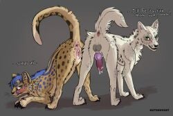 absurd_res andromorph animal_genitalia animal_vulva anus ass blue_markings blush bodily_fluids canid canine canis cheetah claws coyote dripping duo embarrassed felid feline feline_genitalia feline_vulva feral fur genital_fluids genitals green_eyes hi_res in_heat intersex inviting knot knotted_penis kutsiihvost looking_at_viewer male mammal markings penis pink_vulva precum precum_drip presenting presenting_anus presenting_hindquarters presenting_vulva spots spotted_body spotted_fur vaginal_fluids vulva white_body white_fur yellow_body yellow_fur