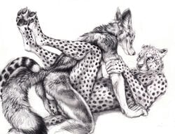 2015 ambiguous_gender ambiguous_penetration anthro ass backsack balls black_spots cheetah claws duo eye_contact feline fur furry furry_only greyscale interspecies kenket looking_down looking_up lying male mammal monochrome nude on_back on_top pawpads paws penetration side-striped_jackal simple_background sketch smile white_background