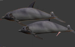 3d blender dolphin feral gdane penis sea water
