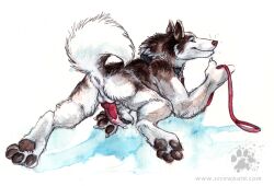2007 alaskan_malamute all_fours animal_genitalia animal_penis anthro anus ass blotch bodily_fluids canid canine canine_genitalia canine_penis canis claws collar cum domestic_dog erection finger_claws genital_fluids genitals holding_leash holding_object knot knotted_penis leash looking_at_viewer looking_back looking_back_at_viewer male mammal masturbation nordic_sled_dog pawpads paws penile penile_masturbation penis presenting presenting_hindquarters raised_tail scratches_volume_1 seductive simple_background solo spitz tail tail_anus traditional_media_(artwork) white_background