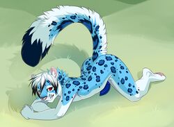 1boy 2015 all_fours anthro blue_fur blue_penis demicoeur feline fur hair knot leopard looking_at_viewer male male_only mammal nude penis raised_tail red_eyes snow_leopard solo white_hair