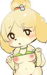 5:8 animal_crossing breasts female hi_res humanoid isabelle_(animal_crossing) mammal nintendo nipples nude seuppi simple_background solo