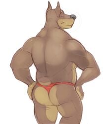 ass canine clothing colored doberman horrorbuns looking_at_viewer male male_only mammal simple_background solo thong white_background