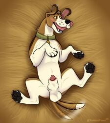 absurd_res animal_genitalia balls belly blush breath canid canine canis collar domestic_dog feral foxhound genitals hi_res hunting_dog knot_in_sheath male mammal panting paws ranger_(yasuno) scent_hound sheath solo tail tail_motion tailwag tip yamatopawa