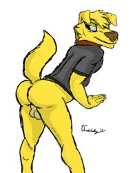 2015 ass backsack balls bojack_horseman bottomless canine clothed clothing fur furry furry_only half-closed_eyes half-dressed labrador looking_back male male_only mammal mr._peanutbutter raised_tail rear_view simple_background solo thunderhusky white_background yellow_fur