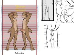 anthro black-kitten chart comparison erection felid feline flaccid genitals height_chart hi_res lynx male mammal model_sheet penis sebastien_(black-kitten) solo third-party_edit