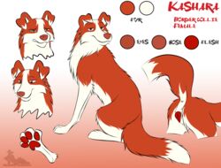 animal_genitalia border_collie canine canine_pussy collie dog female female_only feral gangstaguru kashara mammal model_sheet original_character pussy solo