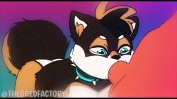 2025 2boys 2d 2d_animation 2males animated anthro anthro_on_anthro ass audible_ejaculation black_fur blowjob blue_collar blue_eyes brown_fur canid canine canis collar cum_in_mouth curled_tail dialogue domestic_dog duo erect_penis fangs furry furry_male furry_only gay gay_sex male male/male moan moaning mohawk muscular muscular_anthro muscular_male nutter_(shibashibs) offscreen_character offscreen_male orgasm penis raised_ass sex shiba_inu shibashibs short_playtime sound spiked_collar spitz tagme thebredfactory_(va) video voice_acted