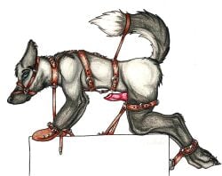 anthro aroused blue_eyes bondage bound canid canine collar erection fox fur furry ichi_black knot leather male malesub mammal nude penis petplay ponyplay roleplay solo tail_bondage tail_cuff