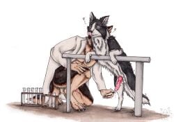 anthro anthro_on_feral balls black_body black_fur black_nose blue_eyes border_collie brown_body brown_fur canid canine canis claws clothed clothing collie cum_collecting domestic_dog duo erection feral fur genitals german_shepherd herding_dog kola_(artist) licking licking_lips licking_own_lips male male/male mammal mouth_closed pastoral_dog penis pink_tongue red_penis sheepdog simple_background tan_body tan_fur tongue tongue_out white_background white_balls white_body white_claws white_fur zoophilia