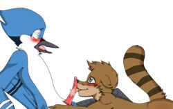 animal_genitalia anthro ass avian bird blush cartoon_network cloaca erection fellatio fur male male_only mammal mordecai nude oral penis precum raccoon regular_show rigby ryutzke_douga_(artist) sex shocked shy yaoi