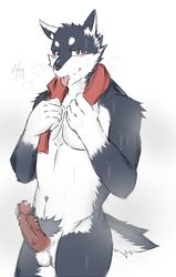 1boy anthro balls big_penis blue_eyes blush canine erection husky kuugo_(character) looking_at_viewer male male_only mammal muscular penis pubes simple_background solo tongue towel vein wet