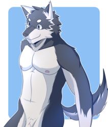 anthro blue_eyes canine husky kuugo_(character) male male_only mammal nude penis pubes simple_background smile vein