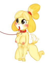 all_fours alternate_breast_size animal_crossing anthro blonde_hair blush breasts brown_eyes canine collaboration collar female furry isabelle_(animal_crossing) leash nintendo nsfwturtle nude open_mouth ponytail saliva short_hair solo tail tailwag tied_hair tongue tongue_out yellow_fur zedrin