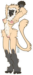 anthro ape baboon breasts female fur hair mammal monkey monkey_girl nipples nude primate pussy simple_background solo white_background