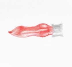 anatomically_correct anatomically_correct_genitalia animal_genitalia animal_penis canid canine canine_genitalia canine_penis feral genitals hi_res knot knotted_penis male mammal penis sheath solo traditional_media_(artwork) wolf_lobo