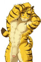 blue_eyes bulge clothing feline flaccid fur humanoid_penis looking_at_viewer male_only mammal morenatsu muscular nun6 partially_retracted_foreskin penis simple_background speedo standing swimsuit tiger torahiko_(morenatsu) uncut yellow_fur