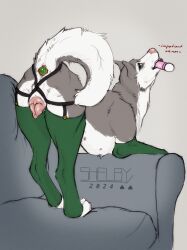 anal anal_sex animal_genitalia animal_pussy animal_vulva buttplug buttplug_in_ass buttplug_insertion canid canine canine_genitalia canine_pussy canine_vulva canis clothed clothing domestic_dog female female_feral feral fur furniture furry genitals green_clothing green_legwear grey_background grey_body grey_fur grey_tail hi_res husky legwear looking_at_viewer mammal multi_breast multi_nipple nipples object_in_ass partially_clothed penetration pink_nipples pink_nose plug_(sex_toy) plug_insertion pussy quadruped sex_toy sex_toy_in_ass sex_toy_insertion shelby_(sketchy_shelby) simple_background sketchy_shelby sofa solo tail teal_eyes vibrator vibrator_in_mouth wand_vibrator white_body white_fur white_tail