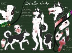 animal_genitalia animal_penis animal_pussy animal_vulva anthro balls black_balls black_body black_fur black_tail canid canine canine_genitalia canine_penis canine_pussy canine_vulva canis claws collar disembodied_penis domestic_dog dotted_background erection fangs female female_anthro feral finger_claws front_view fur furry genitals gesture green_collar green_eyes hand_gesture hi_res husky knot male mammal middle_finger model_sheet navel nipples nordic_sled_dog nude open_mouth pattern_background penis pink_nipples pink_tongue purple_claws pussy red_penis shelby_(sketchy_shelby) signature simple_background sketchy_shelby solo spitz standing tail teeth toe_claws tongue tongue_out white_body white_fur white_tail