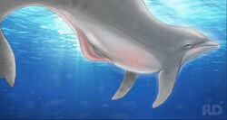 anatomically_correct animal_genitalia anus bottlenose_dolphin cetacean dolphin erection feral fld male mammal marine penis realistic sea solo underwater water