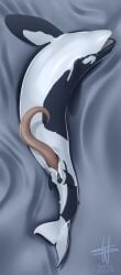 2024 absurd_res animal_genitalia animal_penis black_body blue_eyes cetacean cetacean_genitalia cetacean_penis cuntboy cuntboy_sans_balls dolphin erection feral feral_only fish genital_slit genitals herm hermaphrodite hi_res hybrid intersex male male_feral maleherm mammal marine marmire multi_genitalia multicolored_body oceanic_dolphin open_mouth orca penis pussy sea shadow shark solo tapering_penis toothed_whale two_tone_body water wesphin white_body year