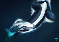 2023 animal_genitalia animal_penis artist_logo bekuta_(wesphin) black_body cetacean cetacean_genitalia cetacean_penis dolphin erection feral flukes furry_only genital_slit genitals hi_res logo male male_feral mammal marine multicolored_body navel oceanic_dolphin orca partially_submerged pectoral_fin penis sea solo splash tapering_penis toothed_whale two_tone_body upside-down water wesphin white_body year