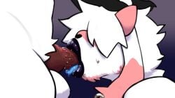 16:9 anthro anthro_on_anthro anthro_on_bottom anthro_on_top anthro_penetrated anthro_penetrating anthro_penetrating_anthro balls black_lips bodily_fluids dominant dominant_anthro dominant_male duo ear_piercing ear_ring faceless_anthro faceless_character faceless_male facial_hair facial_piercing fellatio fur genitals glistening glistening_lips hair hair_over_eyes hand_on_head hi_res knot knotted_penis lips male male/male male_on_anthro male_penetrated male_penetrating male_penetrating_anthro male_penetrating_male mammal midnite_fsnax oral penetration penile penis penis_in_mouth piercing pink_body pink_fur purple_background ring_piercing rox_(midnite_fsnax) saliva saliva_on_penis sex simple_background submissive submissive_anthro submissive_male thick_lips tongue tongue_out trans_man transmasc white_body white_fur white_hair widescreen